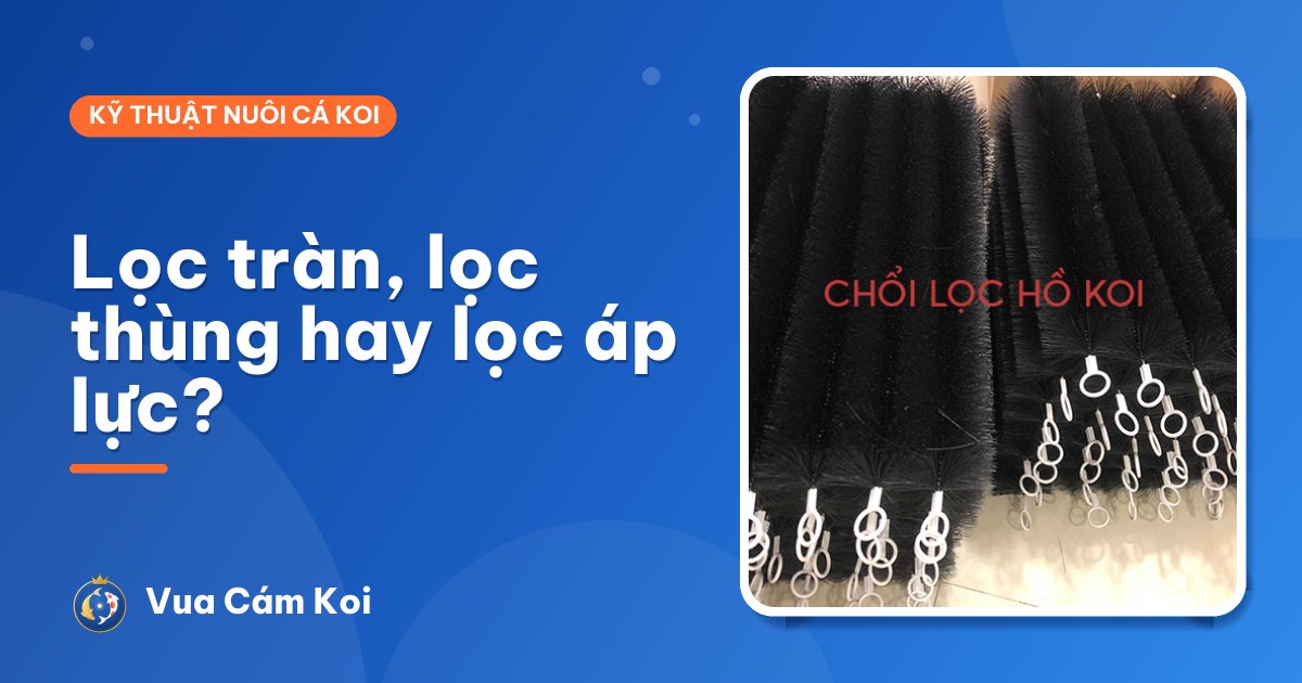 Các kiểu lọc hồ cá Koi: lọc tràn, lọc thùng, lọc áp lực – chọn kiểu nào?