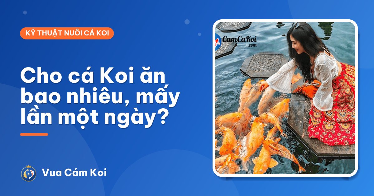 Cách cho cá Koi ăn đúng cách: ăn bao nhiêu, mấy lần một ngày?
