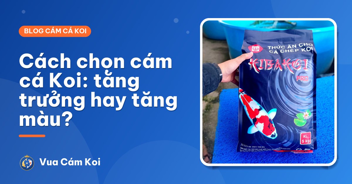 Cách chọn cám cá Koi: tăng trưởng hay tăng màu, độ đạm và size hạt nào?