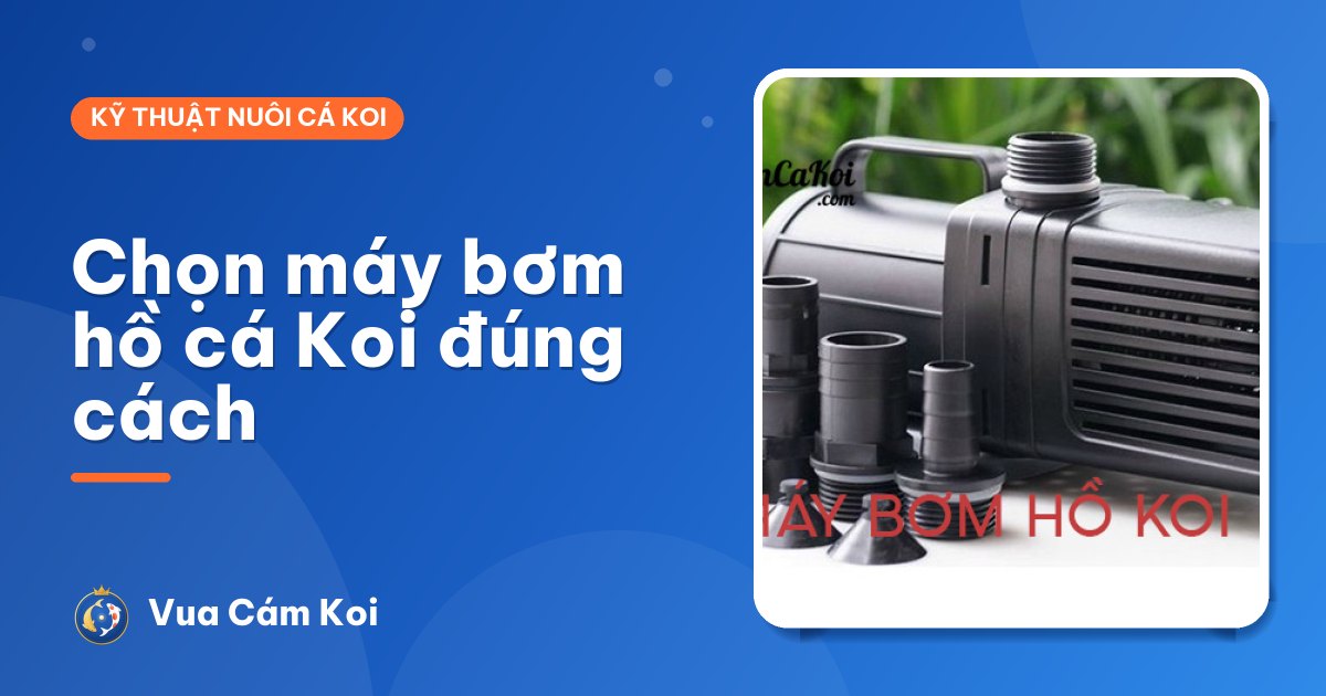 Cách chọn máy bơm hồ cá Koi: lưu lượng, cột áp và điện năng