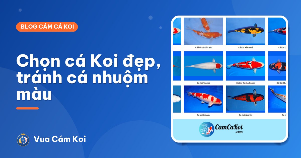 Cách chọn mua cá Koi đẹp, khoẻ và tránh cá "nhuộm màu"