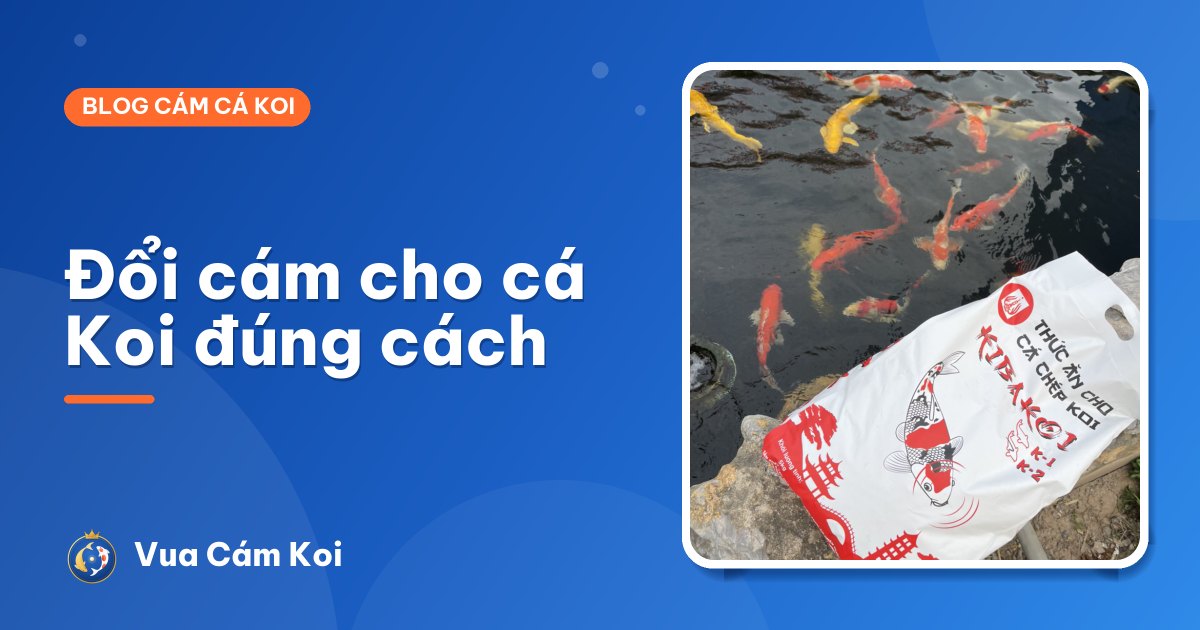 Cách đổi cám cho cá Koi không bị bỏ ăn, rối tiêu hoá