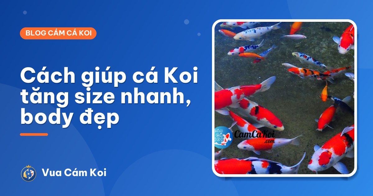 Cách giúp cá Koi tăng size nhanh mà vẫn giữ body đẹp