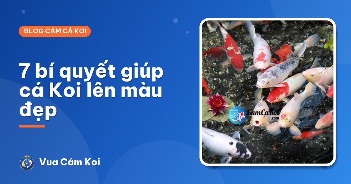 Cách làm cá Koi lên màu đẹp: 7 bí quyết giữ màu đỏ tươi, trắng sáng