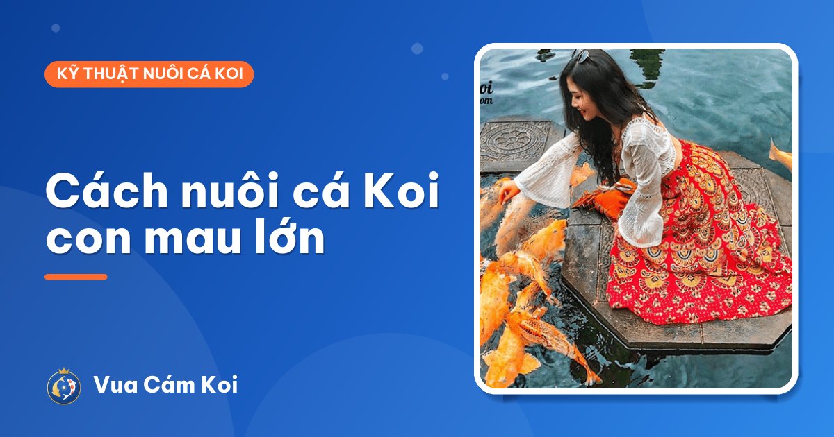 Cách nuôi cá Koi con mau lớn: bể nuôi, thức ăn theo từng giai đoạn