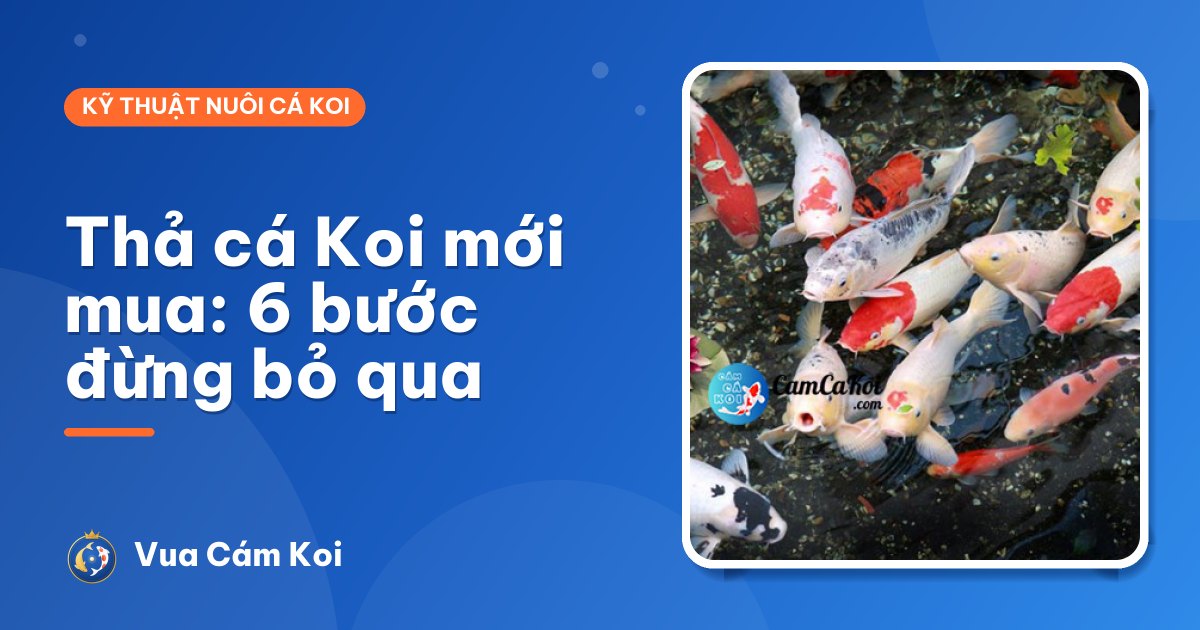 Cách thả cá Koi mới mua đúng cách: 6 bước giữ cá khoẻ, cả hồ an toàn