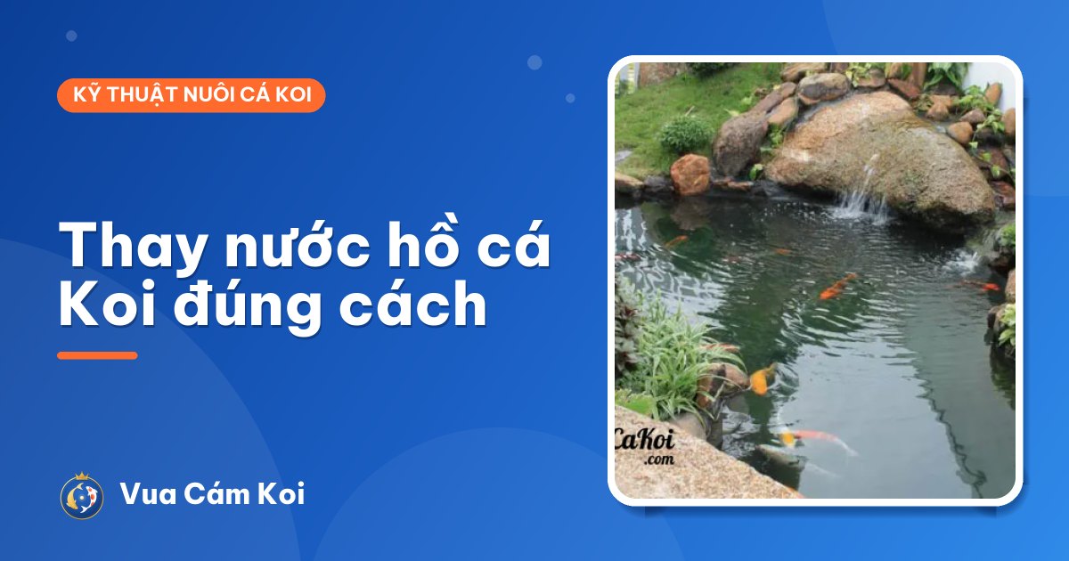 Cách thay nước hồ cá Koi đúng cách: thay bao nhiêu, khử clo thế nào?