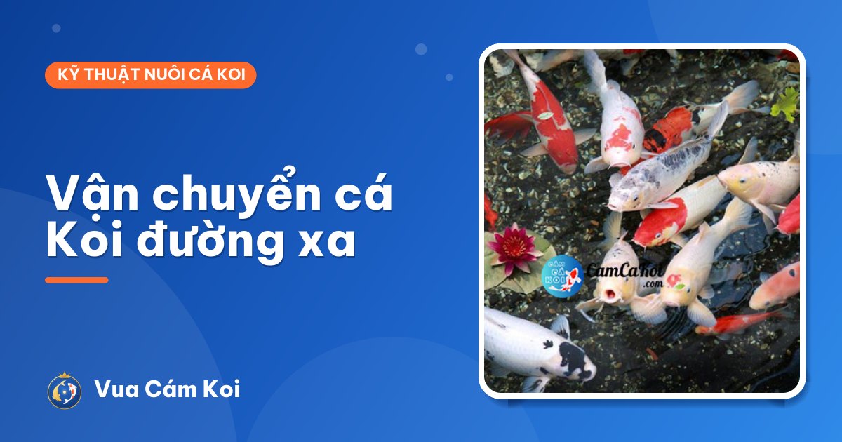 Cách vận chuyển cá Koi đường xa an toàn