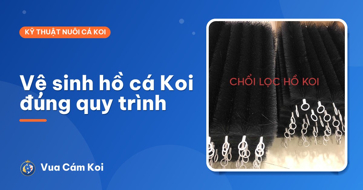 Cách vệ sinh hồ cá Koi đúng quy trình: hằng tuần, hằng tháng, hằng năm