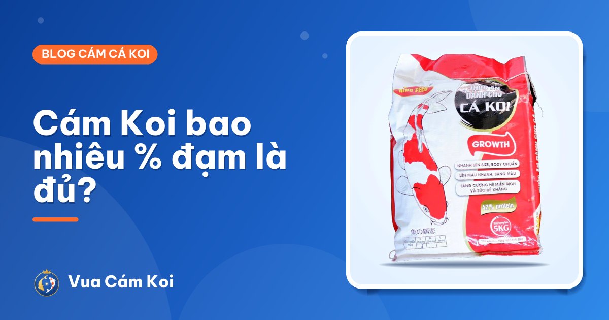 Cám cá Koi bao nhiêu phần trăm đạm là đủ? Theo tuổi và theo mùa