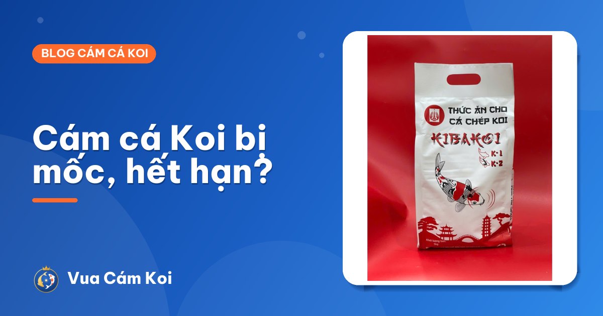 Cám cá Koi bị mốc, hết hạn: có dùng được không?
