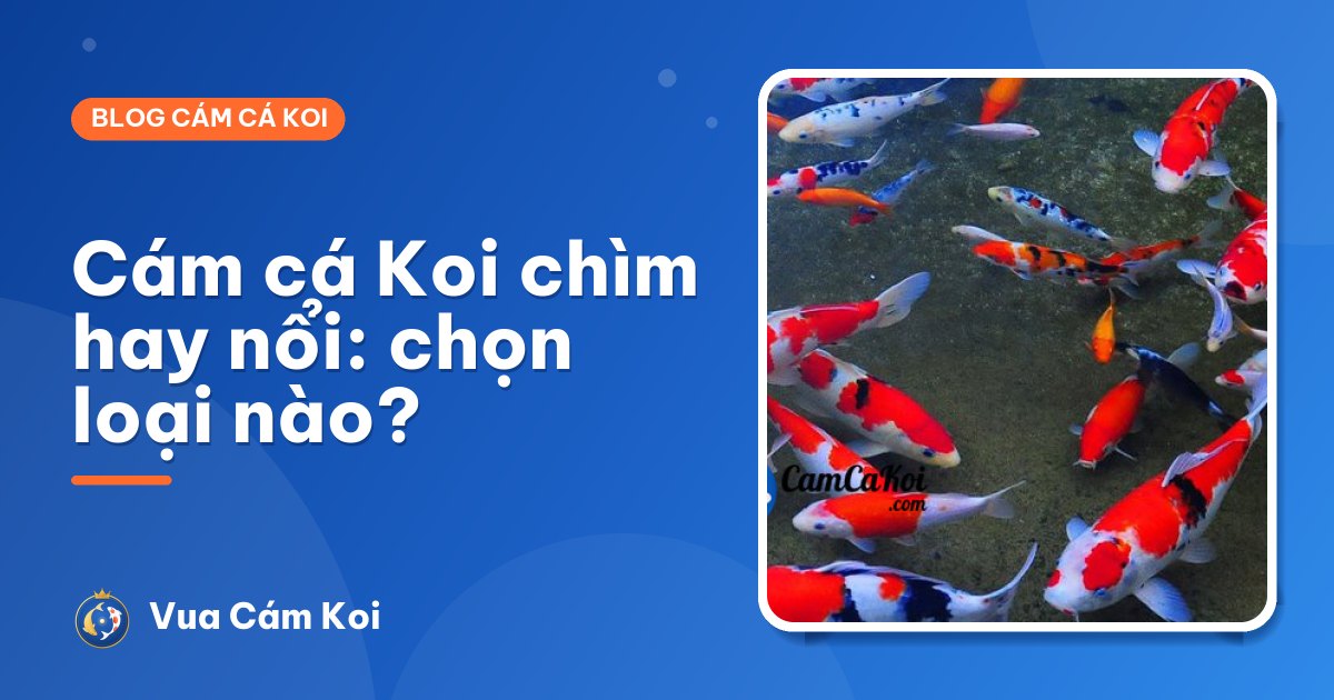 Cám cá Koi chìm hay nổi: loại nào tốt hơn cho hồ nhà bạn?