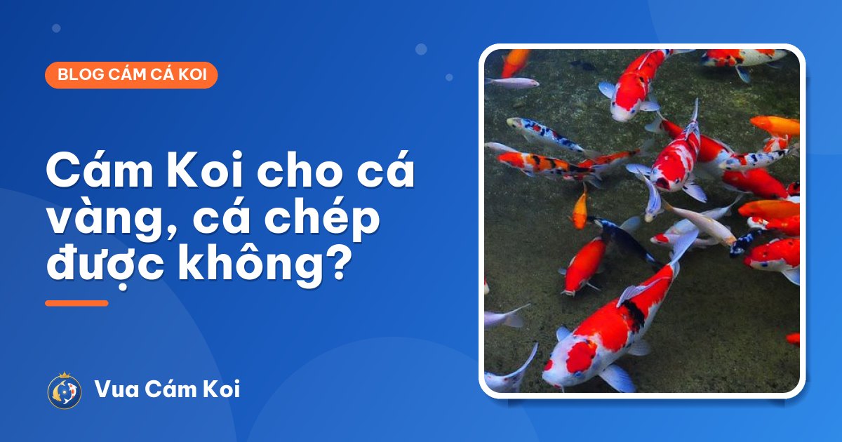 Cám cá Koi cho cá vàng, cá chép thường ăn được không?