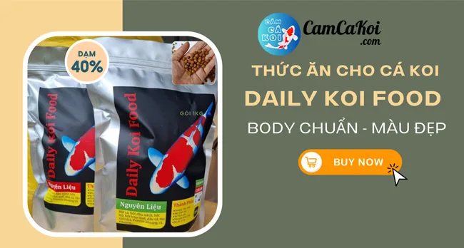 Cám cá Koi Daily Koi Food độ đạm 40% body chuẩn màu đẹp