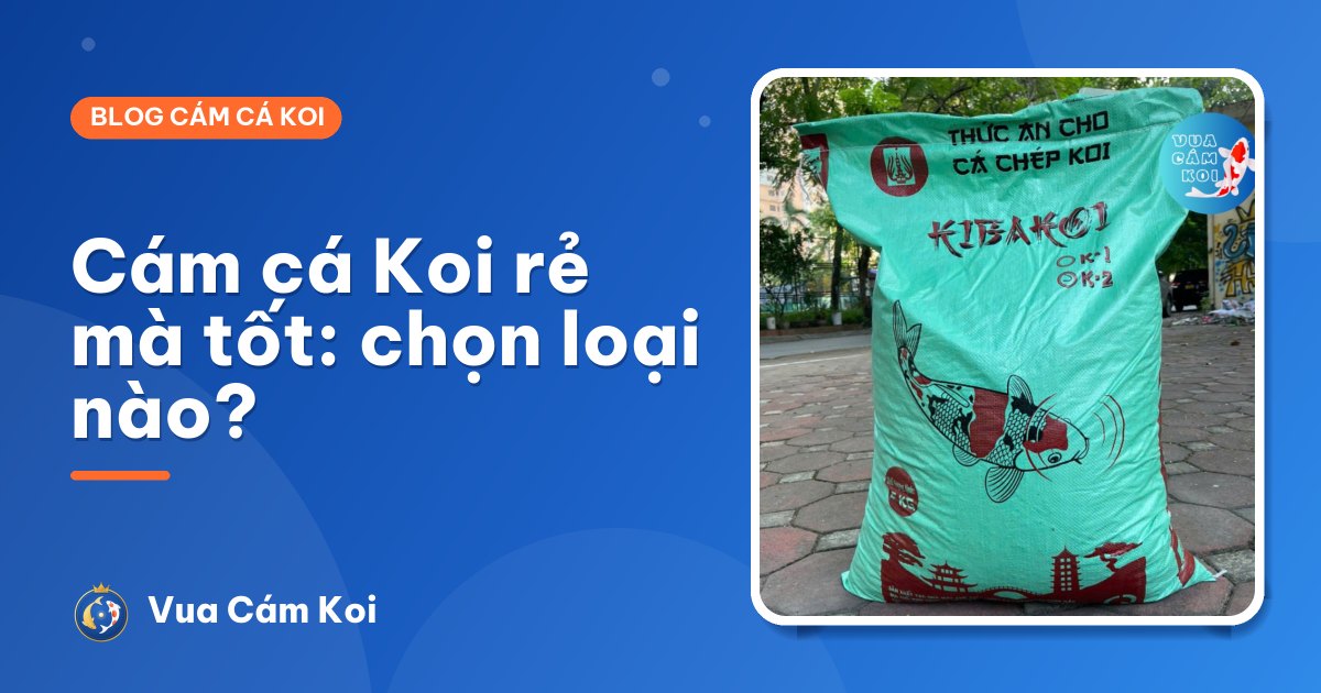 Cám cá Koi loại nào rẻ mà tốt? Cách nuôi Koi đẹp với chi phí thấp