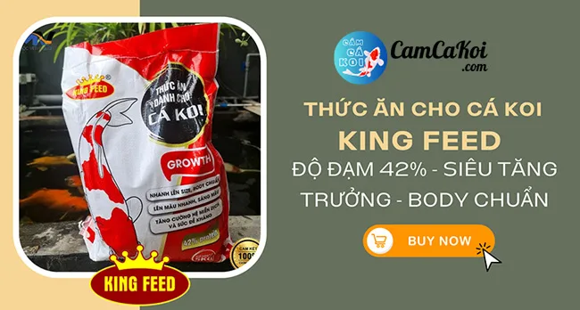 Cám cá Koi King Feed độ đạm 42% siêu tăng trưởng, body chuẩn