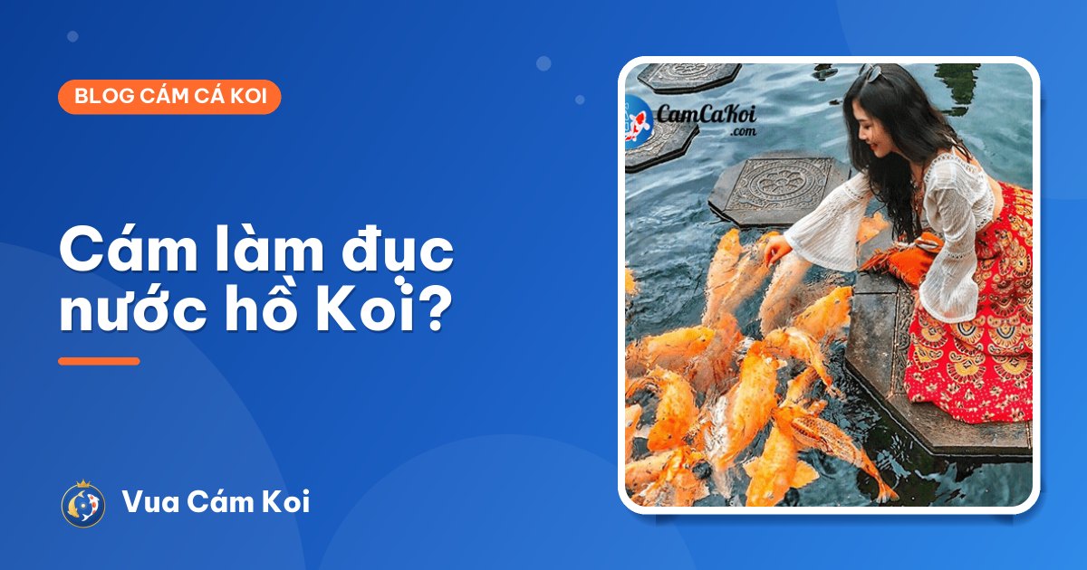 Cám cá Koi làm đục nước: nguyên nhân và cách chọn cám ít bẩn hồ