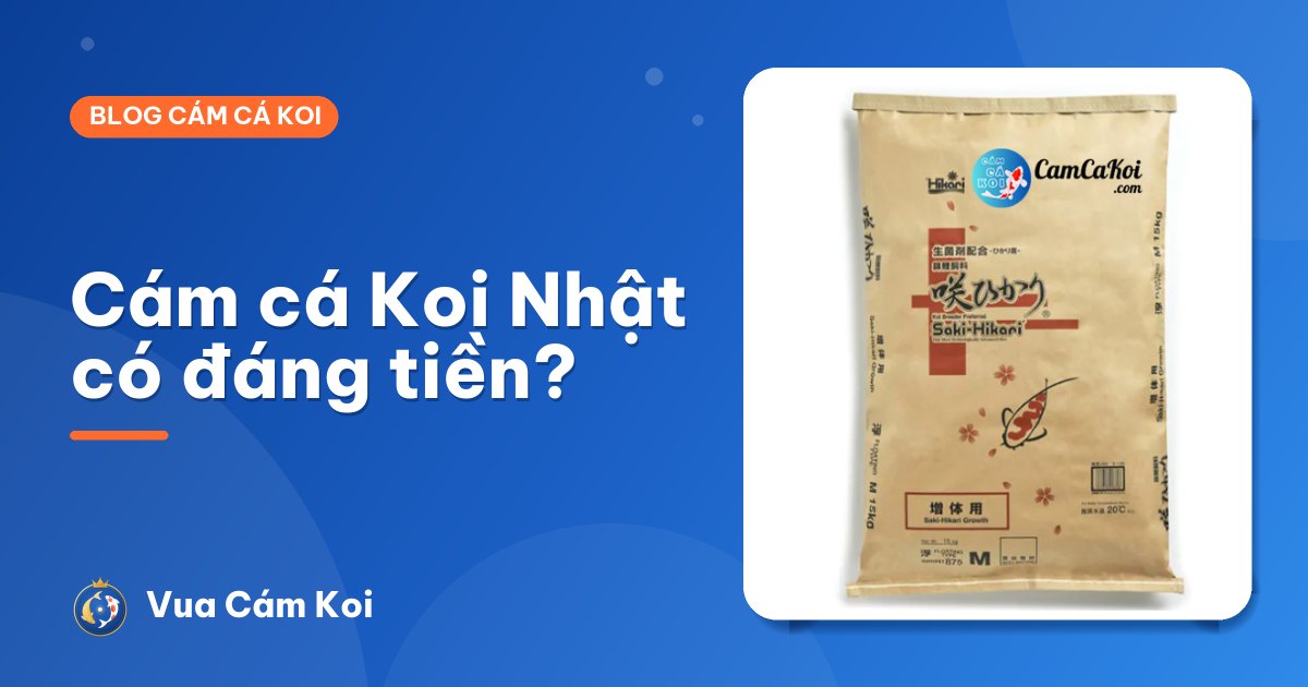 Cám cá Koi Nhật có đáng tiền không? Khi nào nên dùng