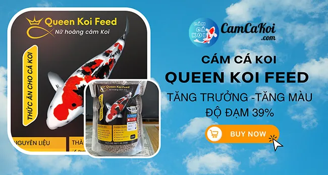 Cám cá Koi Queen Koi Feed tăng trưởng tăng màu độ đạm 39%