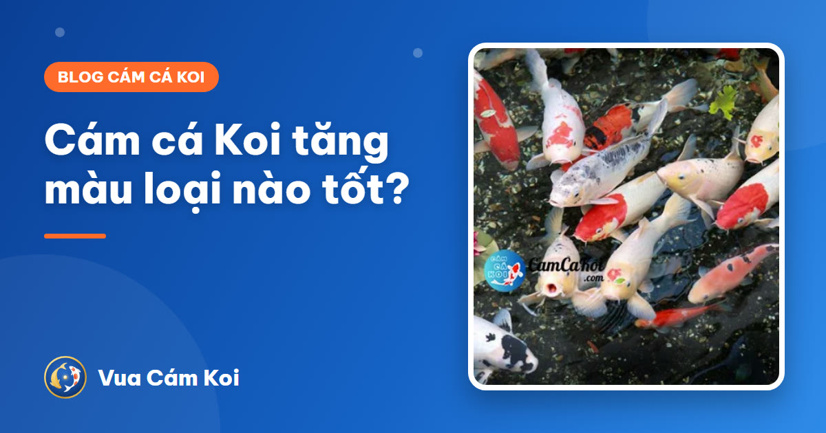 Cám cá Koi tăng màu loại nào tốt? Cách chọn thức ăn lên màu đẹp