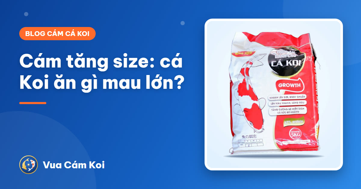 Cám cá Koi tăng size, tăng body: cá Koi ăn gì mau lớn?