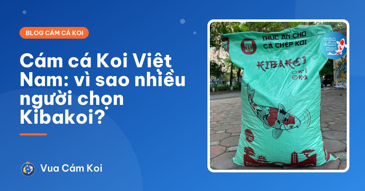 Cám cá Koi Việt Nam: vì sao đông đảo người nuôi chọn Kibakoi?