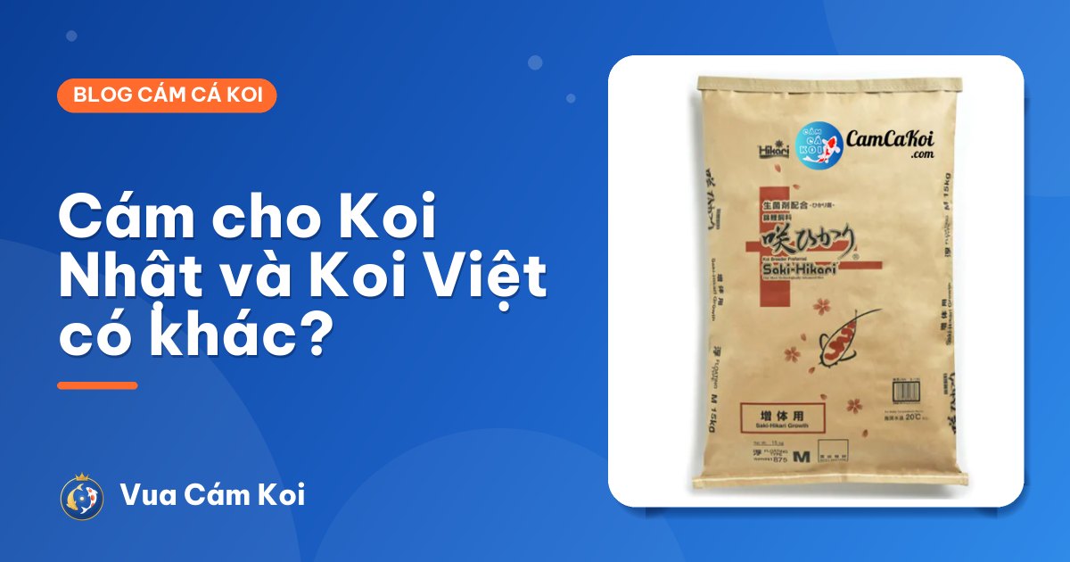 Cám cho cá Koi Nhật và Koi Việt có khác nhau không?