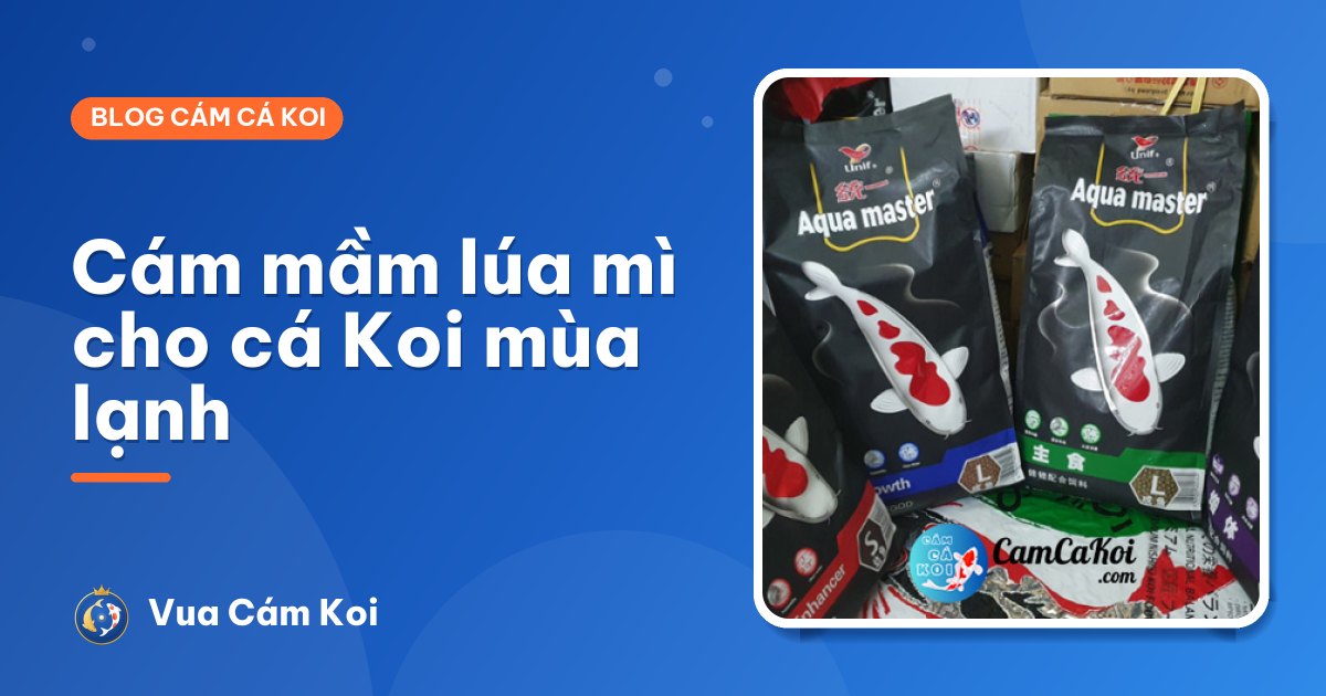 Cám mầm lúa mì cho cá Koi mùa lạnh: vì sao cần, dùng thế nào?