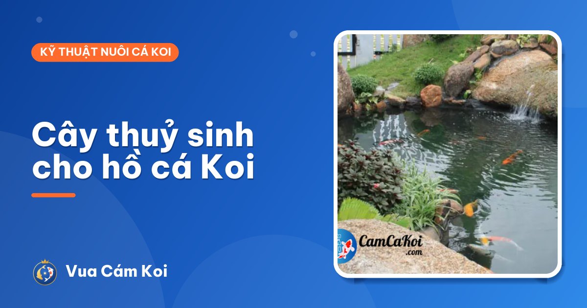 Cây thuỷ sinh cho hồ cá Koi: loại nào trồng được, trồng sao không bị cá phá?