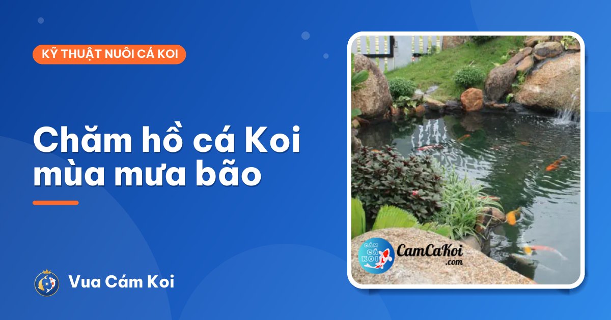 Chăm hồ cá Koi mùa mưa bão: chuẩn bị gì để không mất cá?