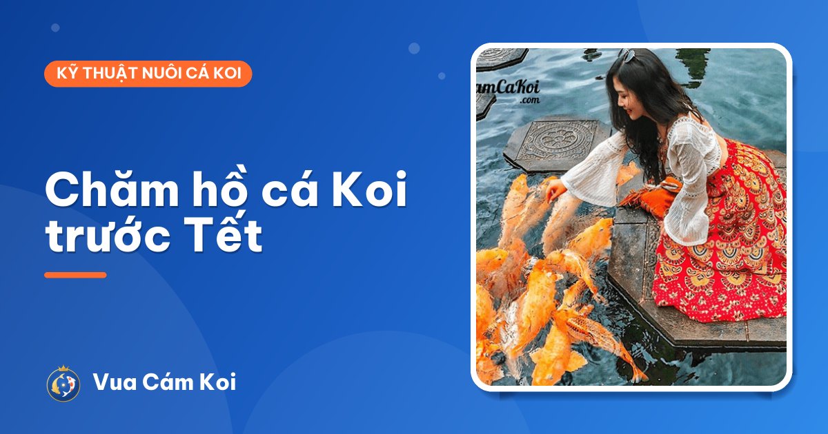 Chăm hồ cá Koi trước Tết: vệ sinh, cho ăn, chọn cá đón năm mới