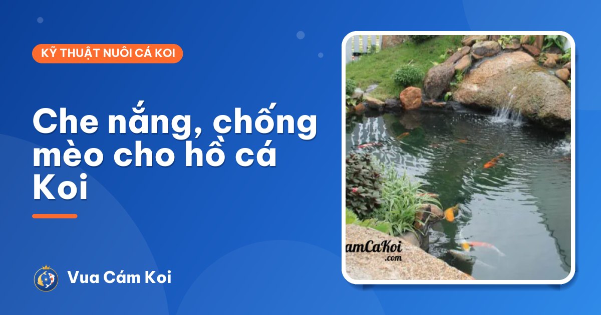 Che nắng và chống mèo, chim cho hồ cá Koi: làm sao cho vừa đẹp vừa an toàn?