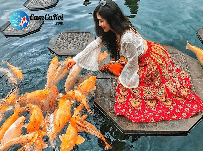 Cho cá Koi ăn cám bên bờ hồ