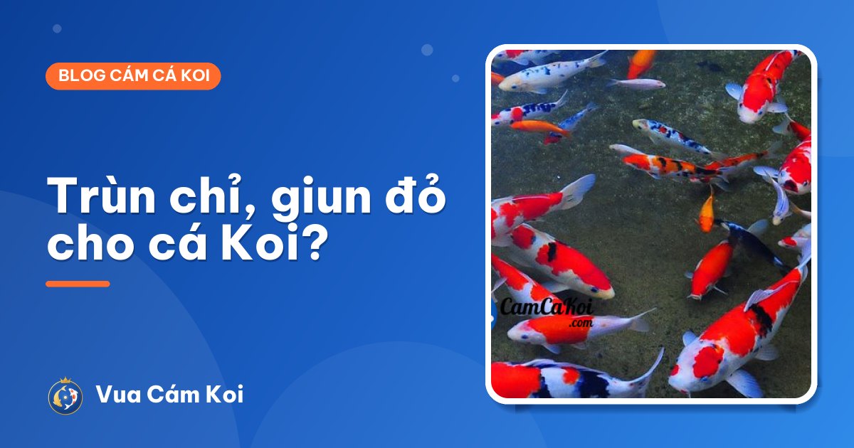 Cho cá Koi ăn trùn chỉ, giun đỏ: lợi và hại