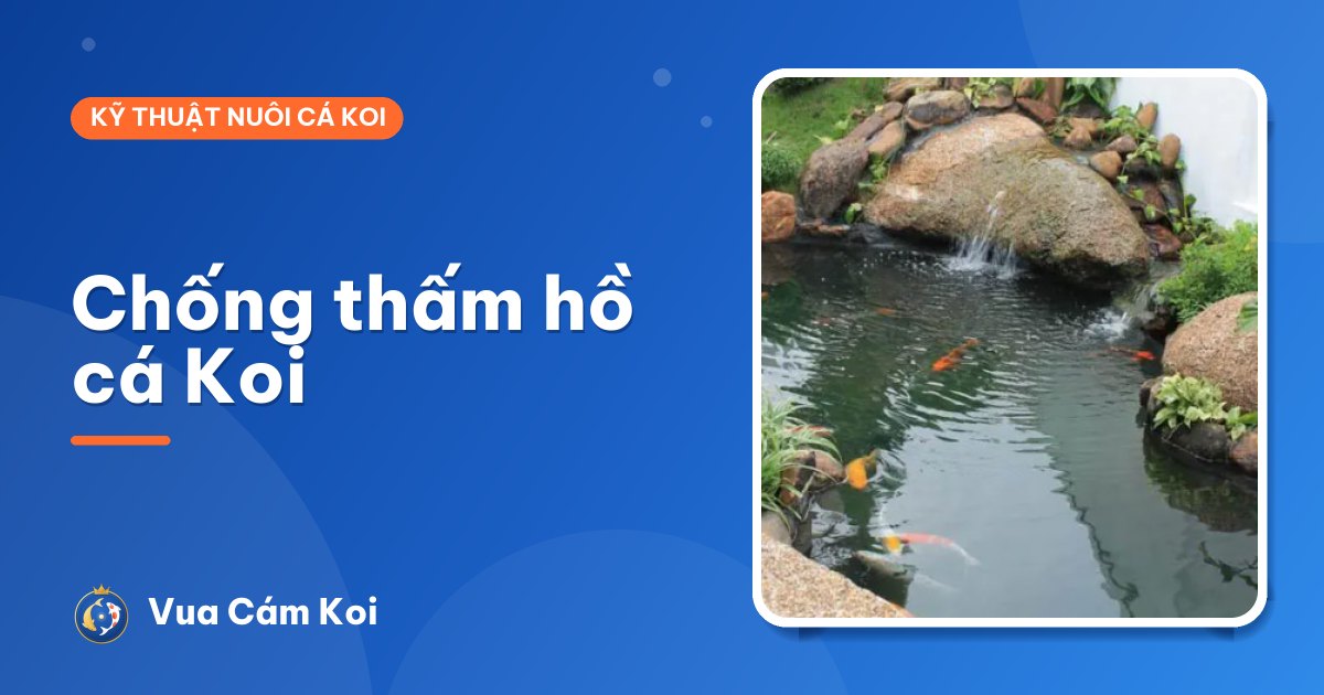 Chống thấm hồ cá Koi: các cách phổ biến và lưu ý an toàn cho cá