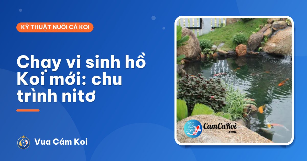 Chạy vi sinh cho hồ Koi mới: hiểu chu trình nitơ để cá không chết oan