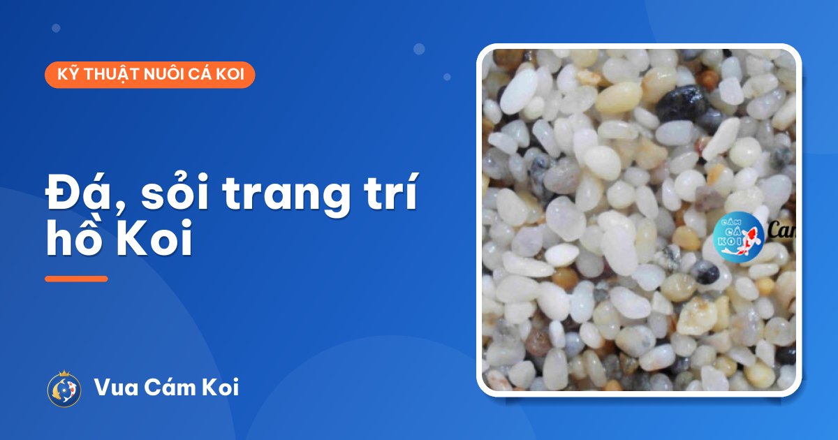 Đá, sỏi trang trí hồ cá Koi: loại nào an toàn, loại nào nên tránh