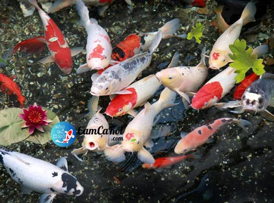 Đàn cá Koi nhiều màu, có Goshiki nền lưới xanh đen mảng đỏ