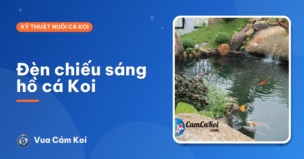 Đèn chiếu sáng hồ cá Koi: chọn loại nào, lắp sao cho đẹp và an toàn
