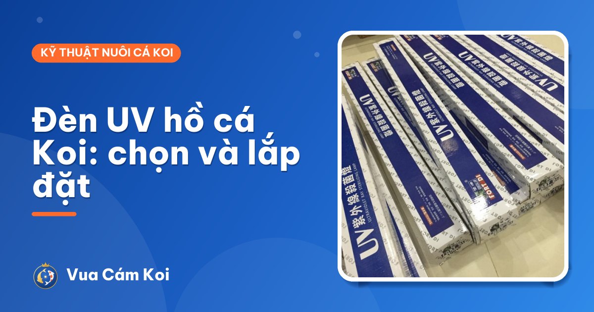 Đèn UV hồ cá Koi: chọn công suất, lắp đặt và thay bóng