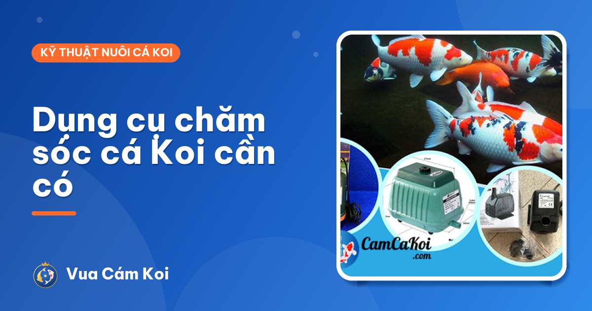 Dụng cụ chăm sóc cá Koi cần có: vợt, thau, thùng cách ly và hơn thế