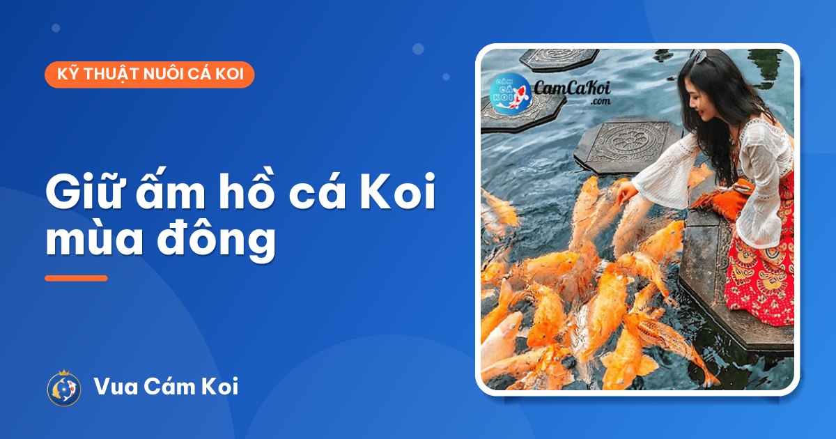 Giữ ấm hồ cá Koi mùa đông: có cần sưởi không, làm thế nào cho rẻ?