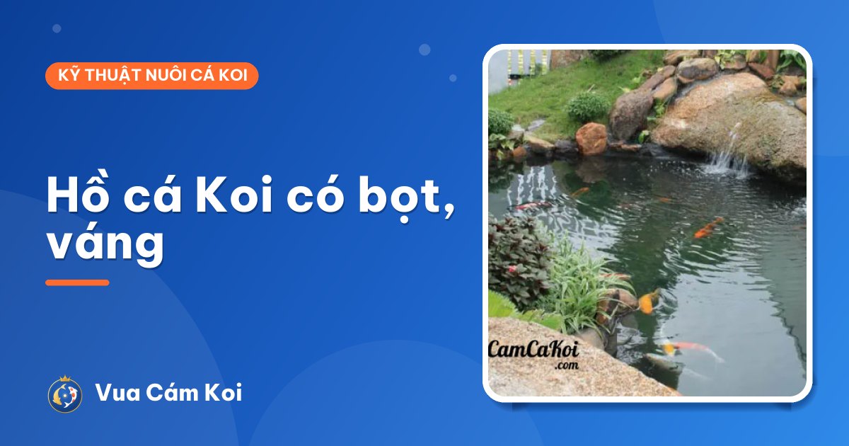Hồ cá Koi có bọt, váng trên mặt nước: báo hiệu điều gì?