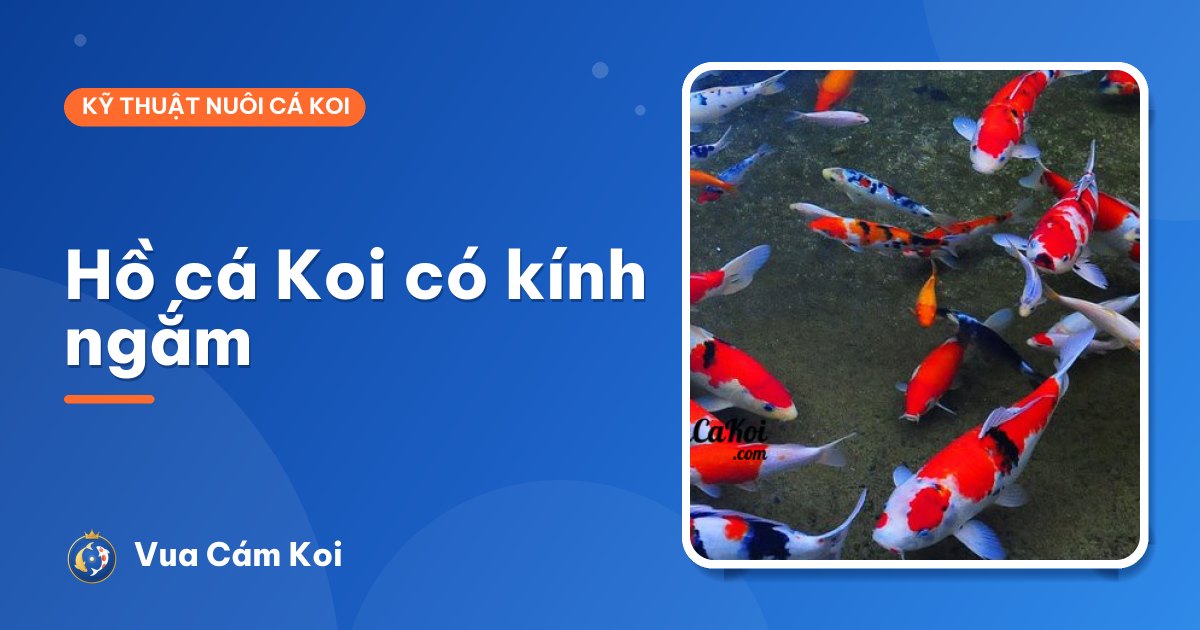 Hồ cá Koi có kính ngắm: đẹp thế nào, làm ra sao, lưu ý gì?
