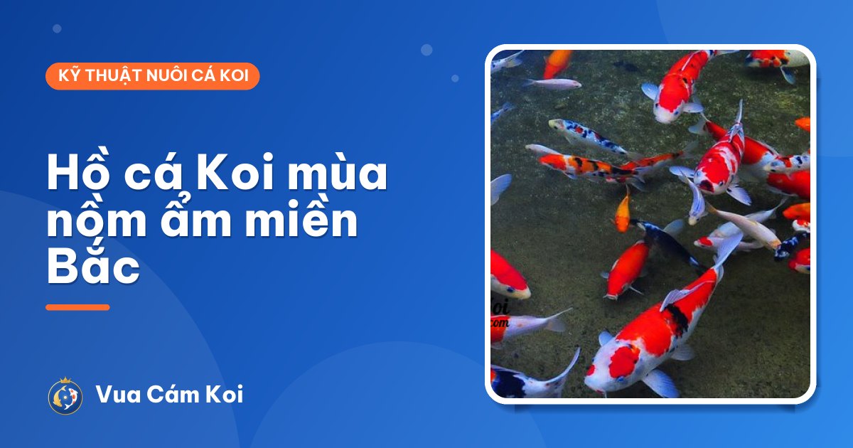 Hồ cá Koi mùa nồm ẩm miền Bắc: vì sao cá hay bệnh, chăm thế nào?
