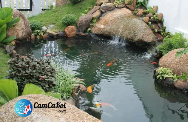 Hồ cá Koi sân vườn nhiều nắng và cây xanh, pH dễ dao động trong ngày