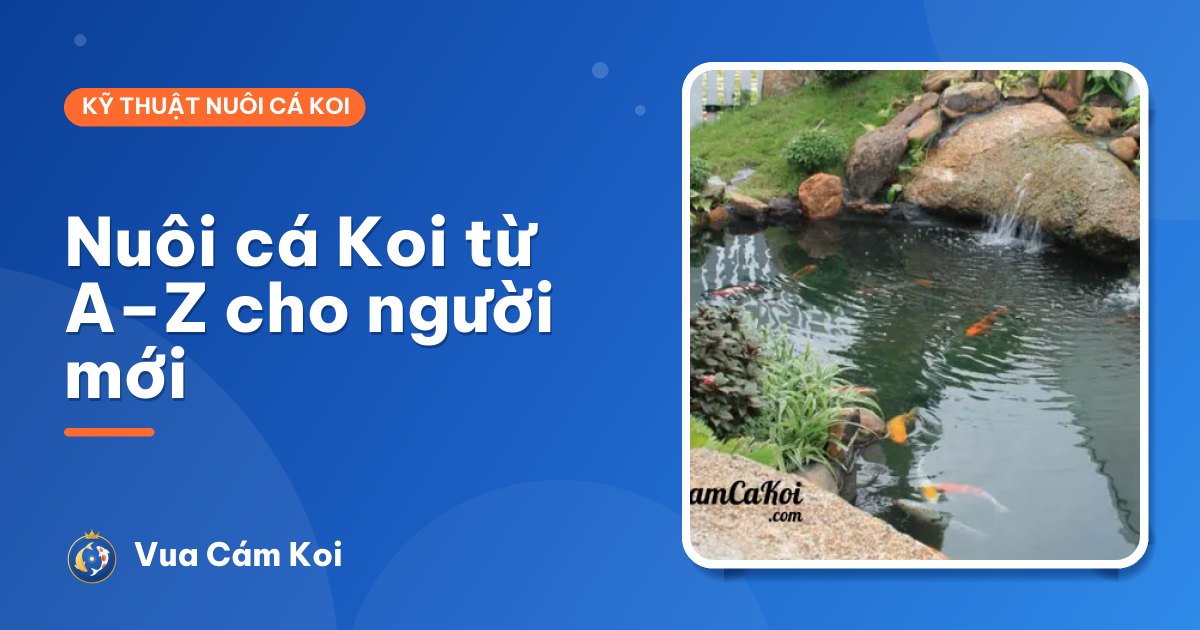 Hướng dẫn nuôi cá Koi từ A đến Z cho người mới bắt đầu