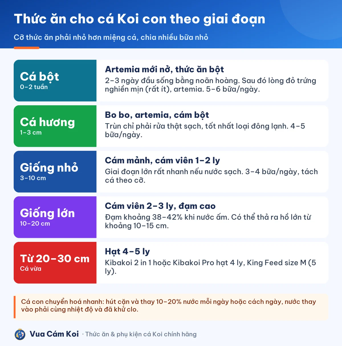 Giai đoạn phát triển của cá Koi con