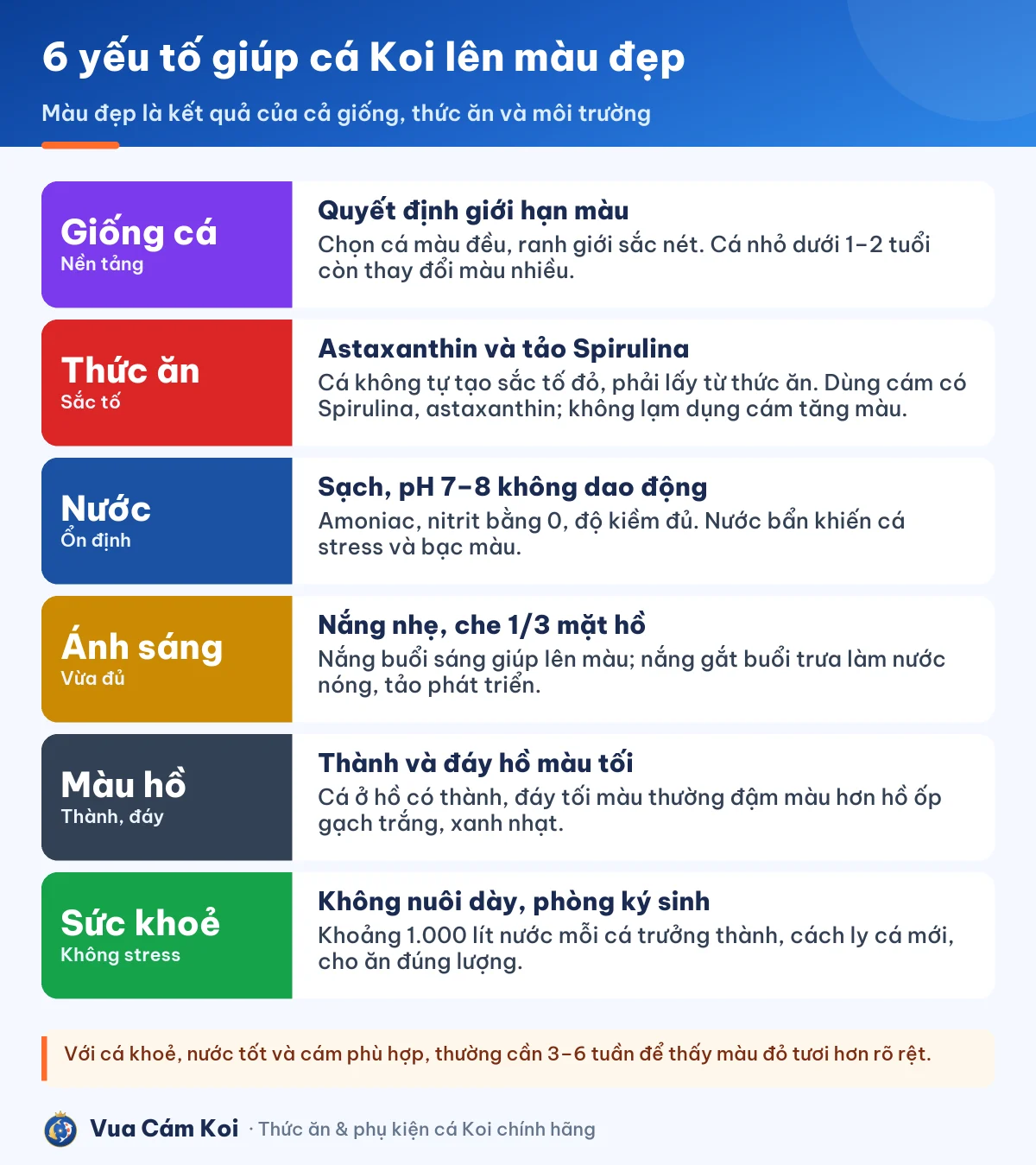 Các yếu tố giúp cá Koi lên màu đẹp: giống cá, thức ăn tăng màu, nước sạch ổn định, ánh sáng, màu đáy hồ, sức khoẻ