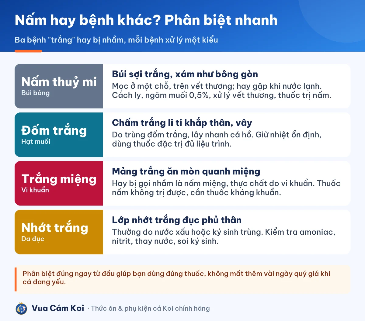 Phân biệt nấm thuỷ mi, bệnh đốm trắng và bệnh trắng miệng ở cá Koi